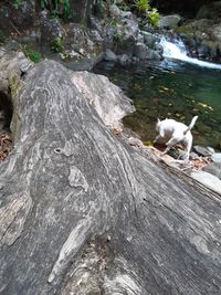 View of dogs on rock against water