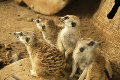 High angle view of sheep