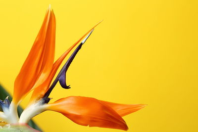 Close-up of orange flower against yellow background