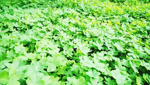 Full frame shot of plants