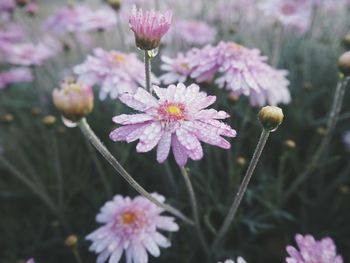 Close-up of flowers against blurred background