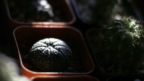 Close-up of fruit on plant