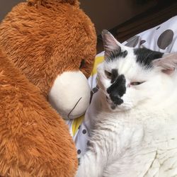 High angle view of two cats