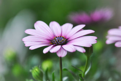 Close-up of pink cosmos flower