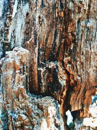 Full frame shot of tree trunk