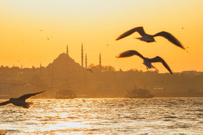 Seagulls flying over sea during sunset