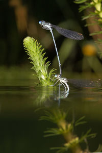 Dragonflies mating on the krka river