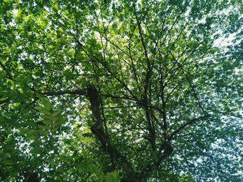 Low angle view of trees in forest