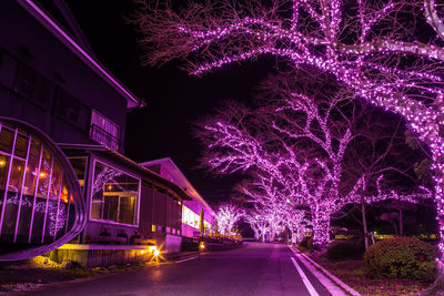 Illuminated trees by building at night