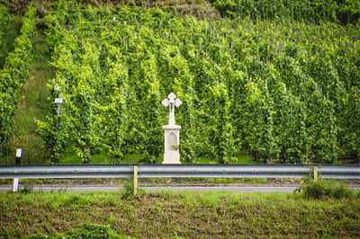 Weinberge with religious cross at the road mosel