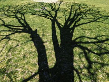 Shadow of person on field