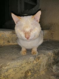 High angle portrait of cat sitting on floor