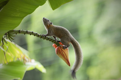 Close-up of squirrel on tree