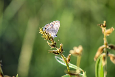 Close-up of butterfly pollinating on flower