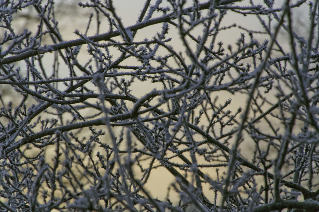 CLOSE-UP OF SNOW ON BARE TREE