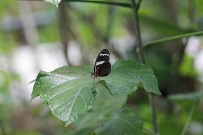 Close-up of butterfly on leaf