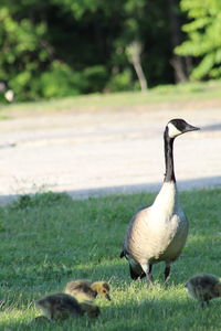 Duck in a field