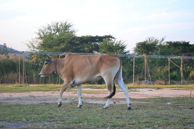 Horse on field against sky