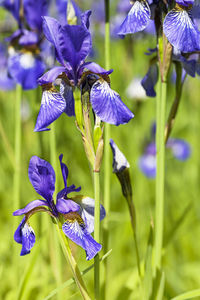 Close-up of purple iris blooming outdoors