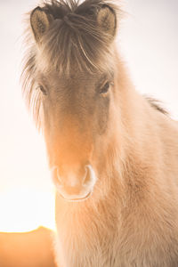 Close-up of horse