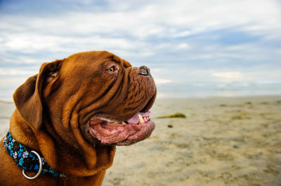 Close-up of french mastiff at beach against sky