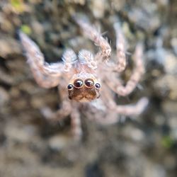 Close-up of spider