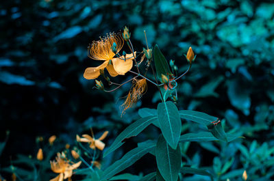 Close-up of yellow flowering plant