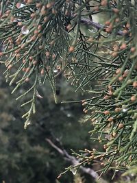 Close-up of pine tree branch during winter