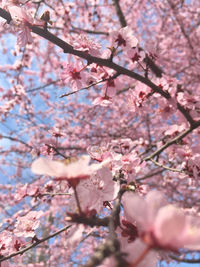 Low angle view of cherry blossom