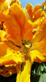 Close-up of yellow flowers