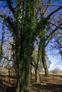 Trees on field against sky