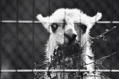 Close-up of goat in cage