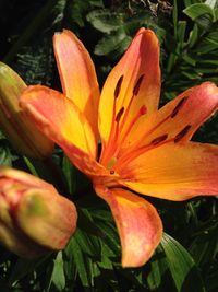 Close-up of day lily blooming outdoors