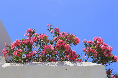 Low angle view of flowers against clear blue sky