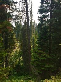 Trees in forest