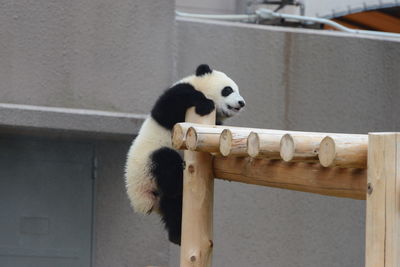 View of an animal on wood at zoo