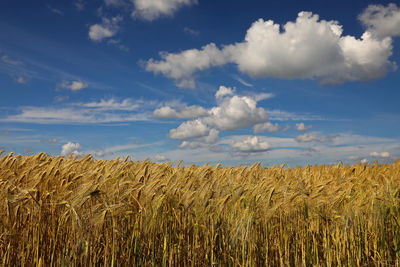 View of stalks in field against cloudy sky