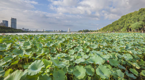Lotus water lily in lake against sky