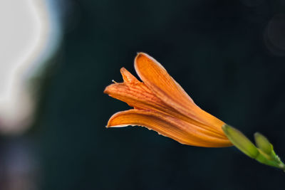 Close-up of orange leaf on plant