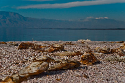 Close-up of crab on rock by sea against sky