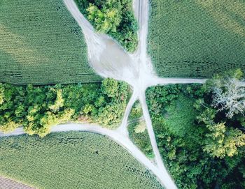High angle view of road amidst trees