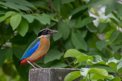 Close-up of bird perching on plant