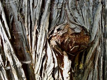 Close-up of tree trunk