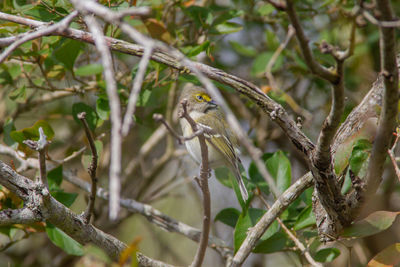 Close-up of bird perching on branch