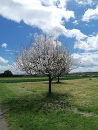 Bare tree on field against sky