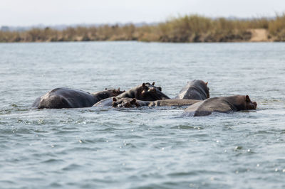View of hippos in river