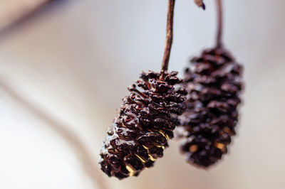 close-up