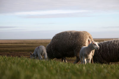 Sheep grazing in a field