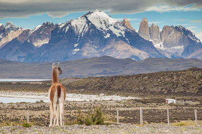 Horse standing on snowcapped mountain against sky