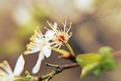 Close-up of white flowers